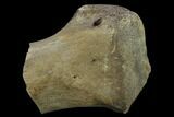 Ceratopsian Dinosaur Metatarsal - Alberta(Disposition #-) #134451-2